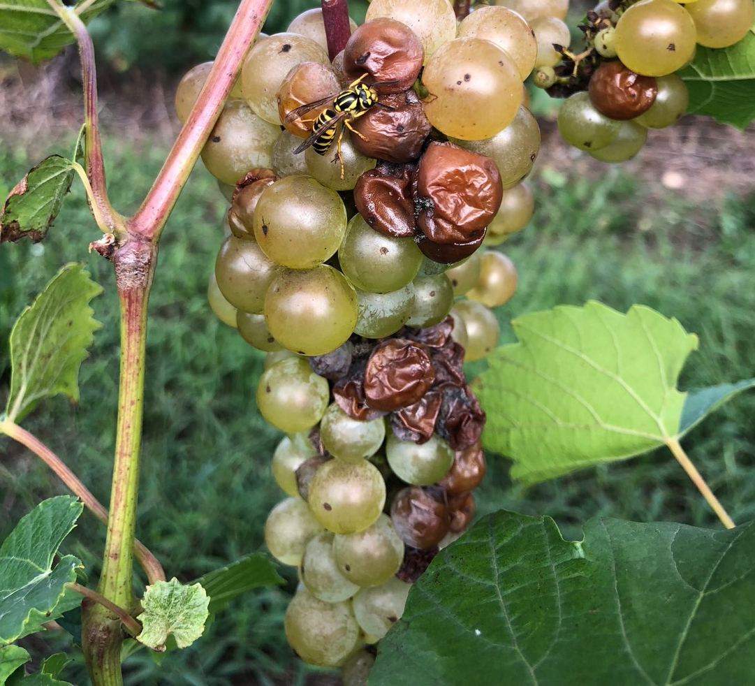 Sour rot/summer bunch